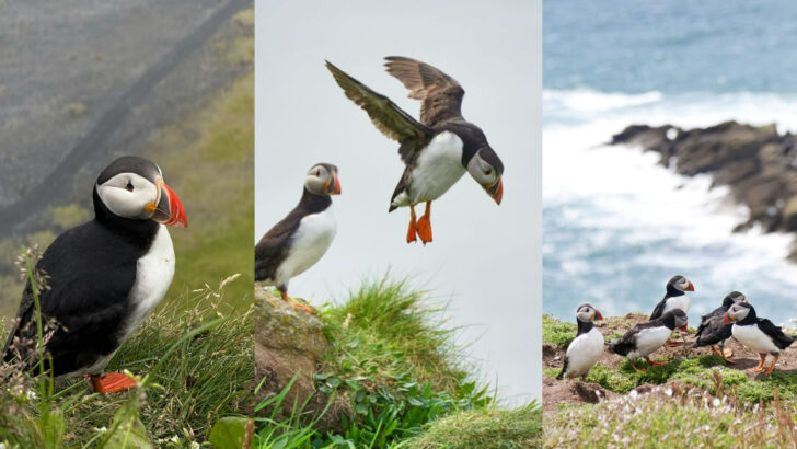 Puffin Facts That Will Make You Love These Birds Even More