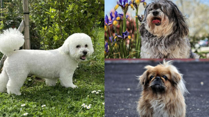 Dog Breeds Known for Their Incredibly Soft Coats