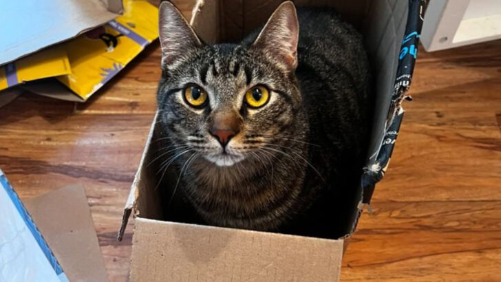 9 Strange Yet Adorable Reasons Cats Obsess Over Boxes