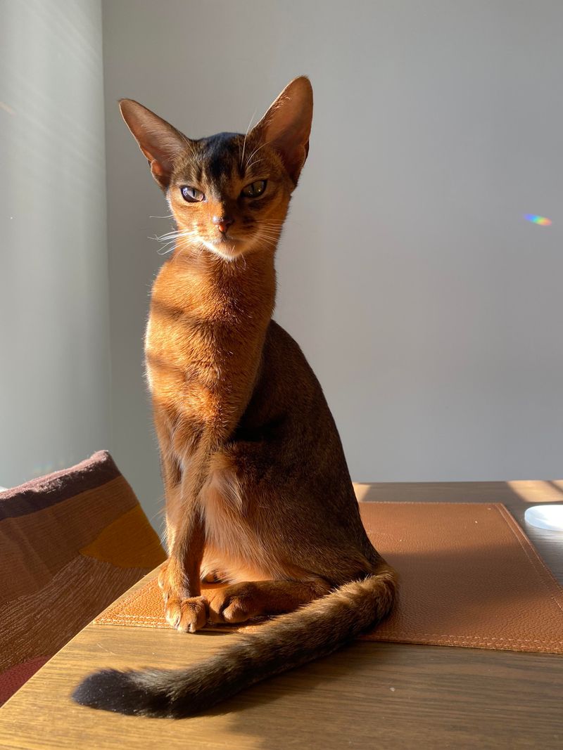 Abyssinian