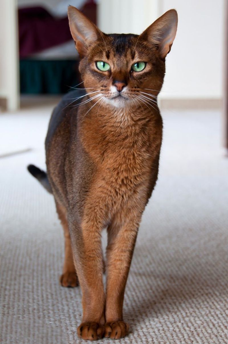 Abyssinian