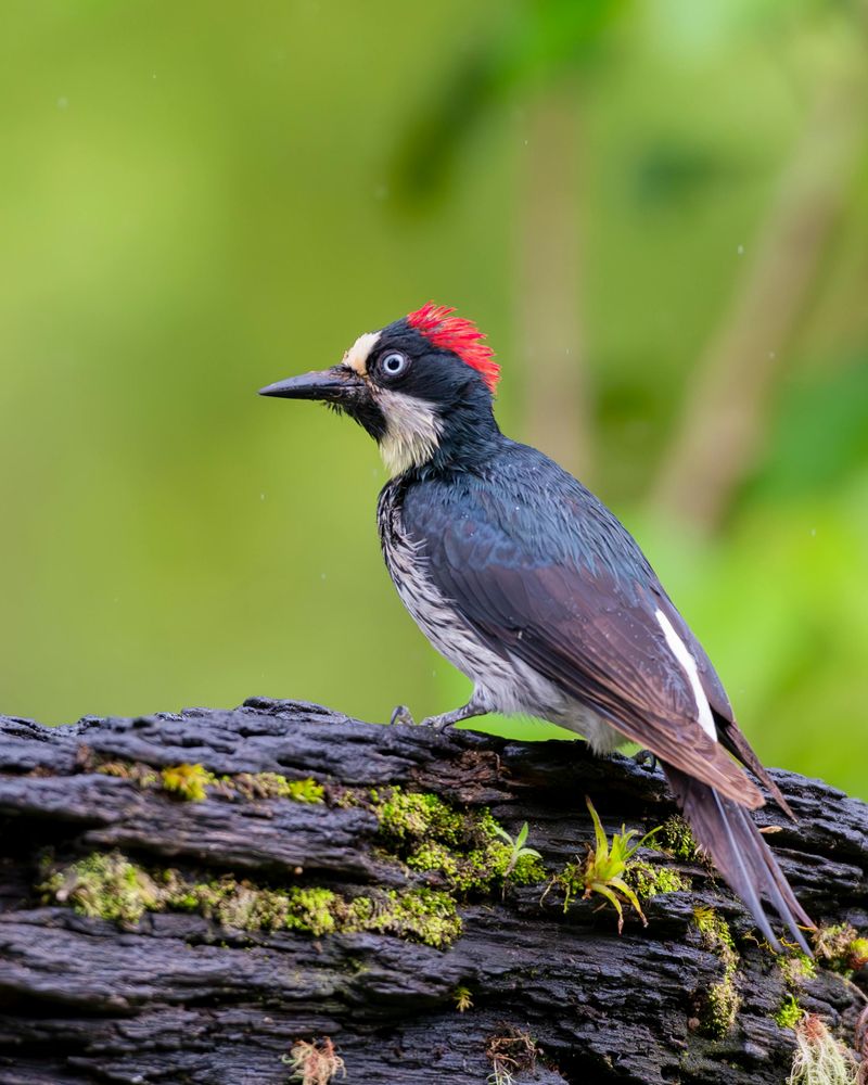 Acorn Woodpecker