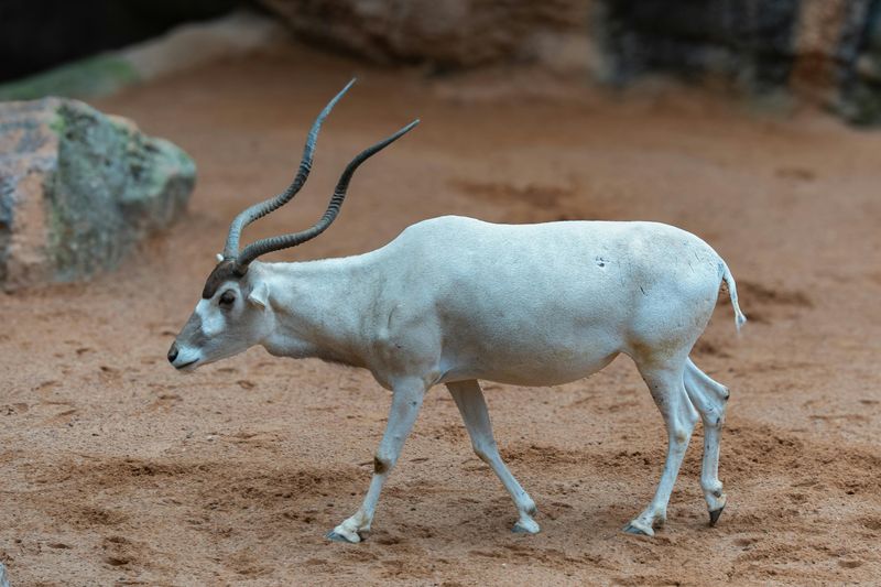 Addax Antelope