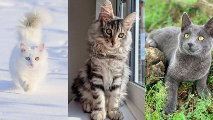 Adorable Gray and White Cat Breeds That Will Steal Your Heart