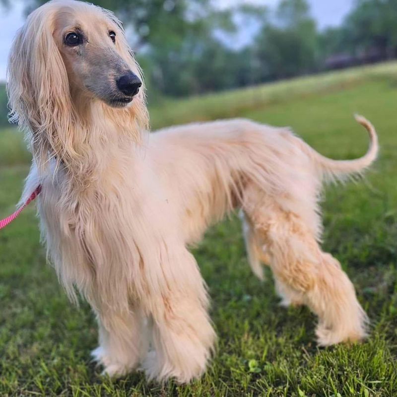 Afghan Hound