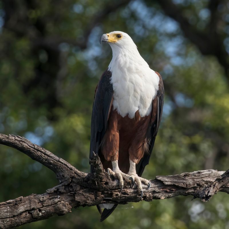 African Fish Eagle (Haliaeetus vocifer)