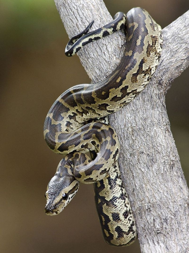 African Rock Python