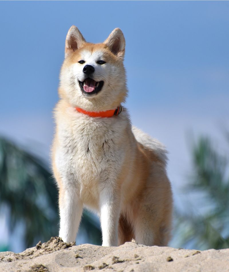 Akita