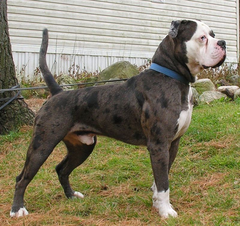 Alapaha Blue Blood Bulldog