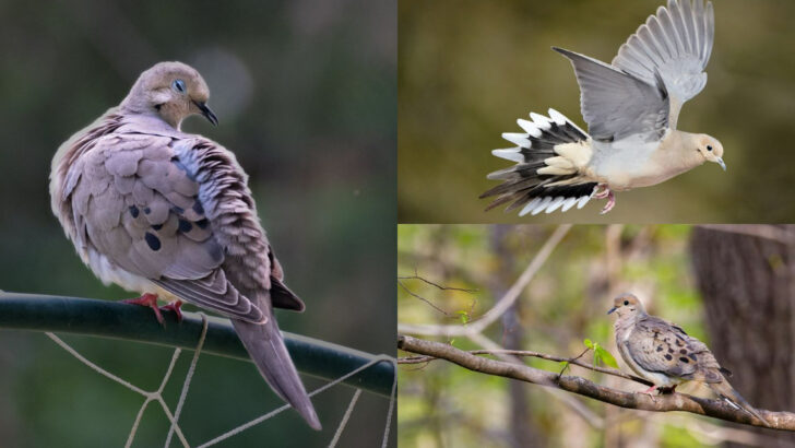 Amazing Mourning Dove Facts That Every Bird Lover Should Know