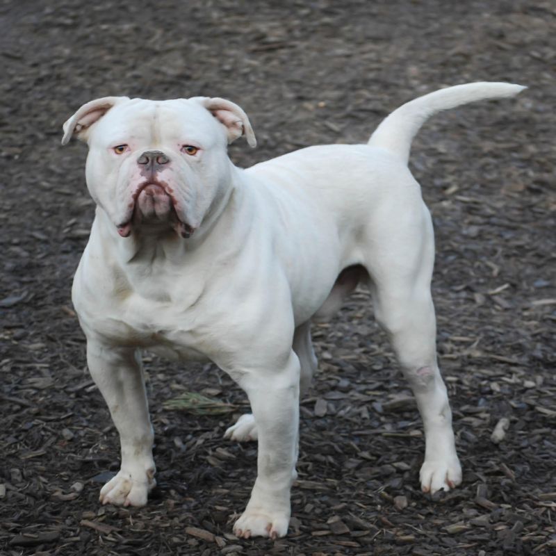 American Bulldog