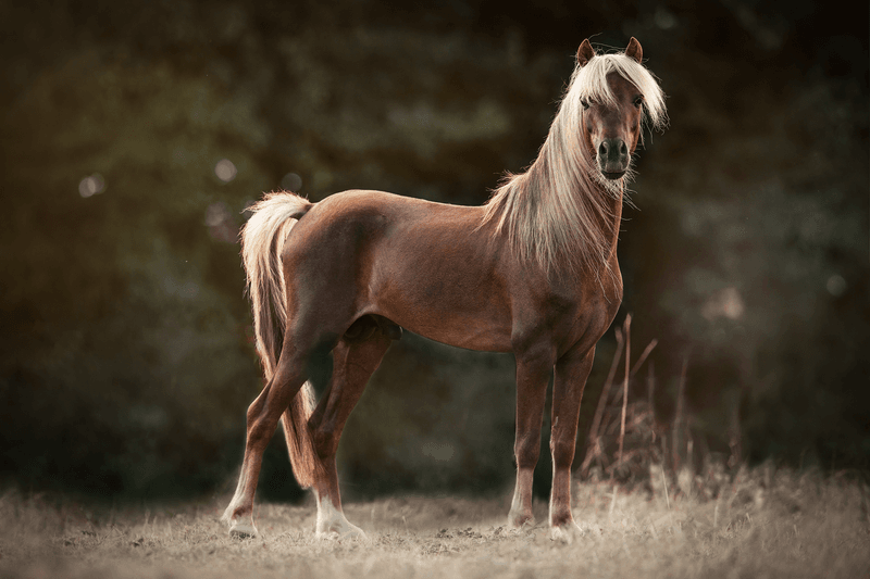 American Miniature Horse