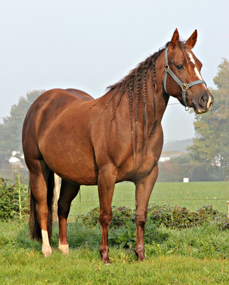 American Quarter Horse