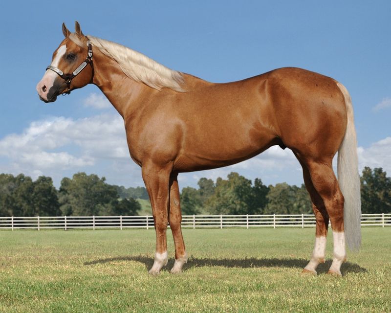 American Quarter Horse