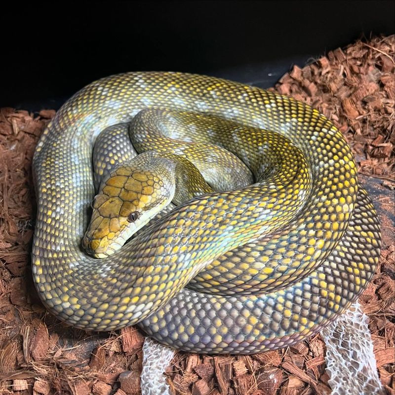 Amethystine Python