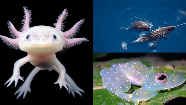 Animals That Look Like They Came From Another Planet