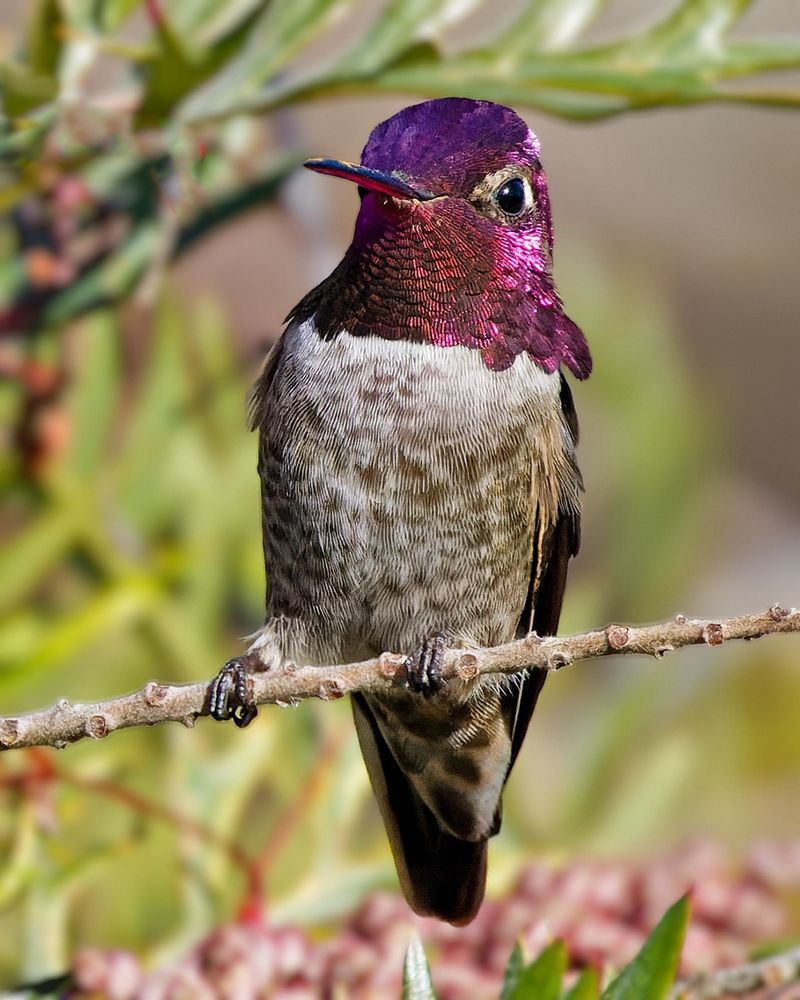 Anna's Hummingbird