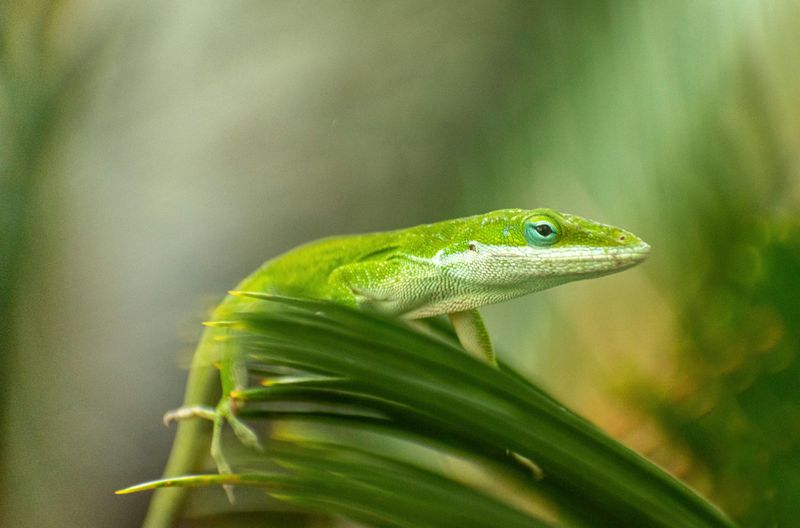 Anole Lizard