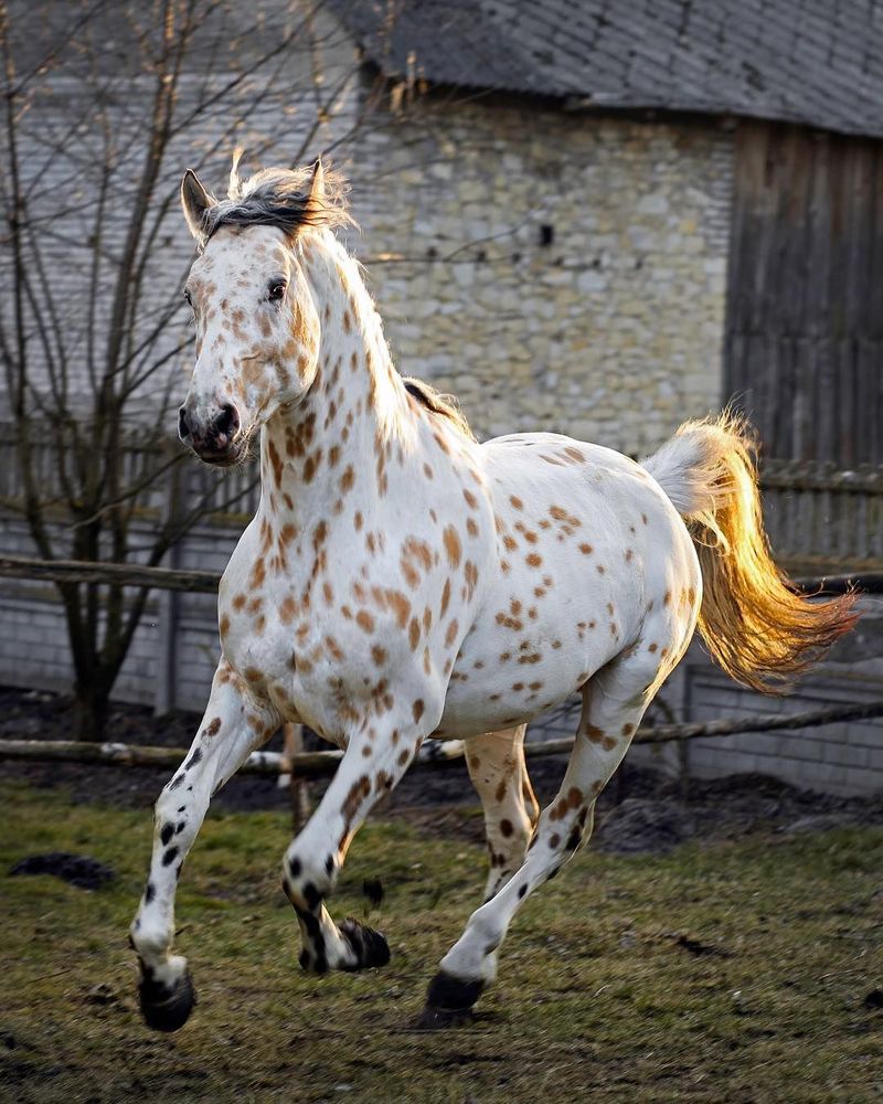 Appaloosa