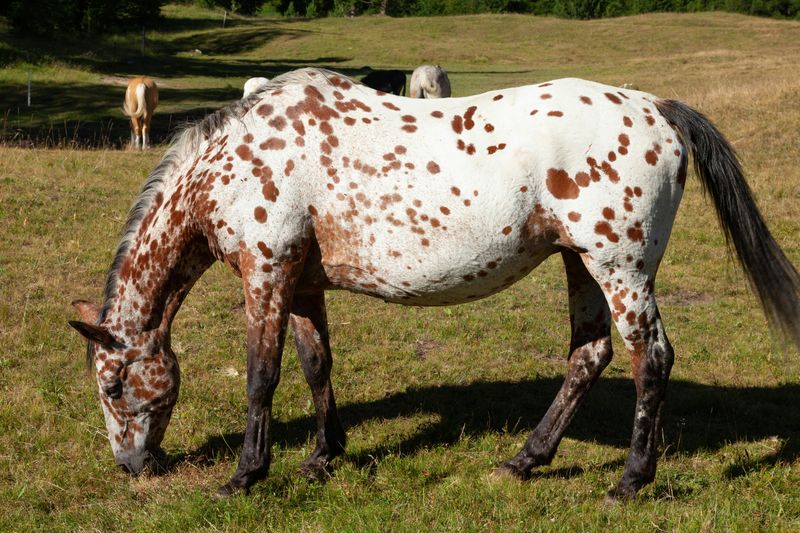 Appaloosa