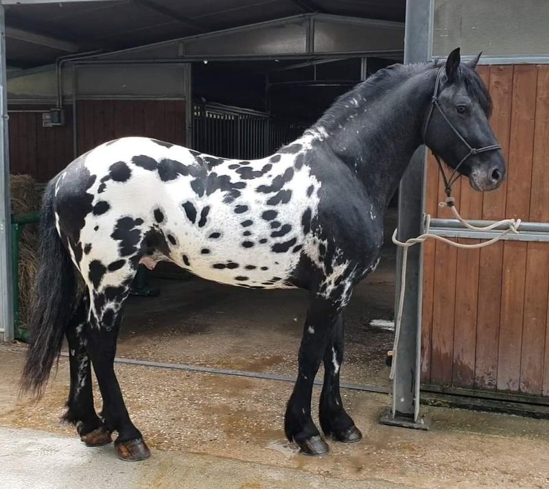 Appaloosa