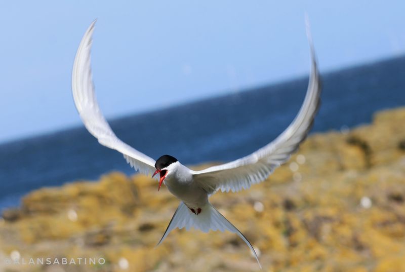 Arctic Tern