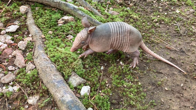 Armadillo