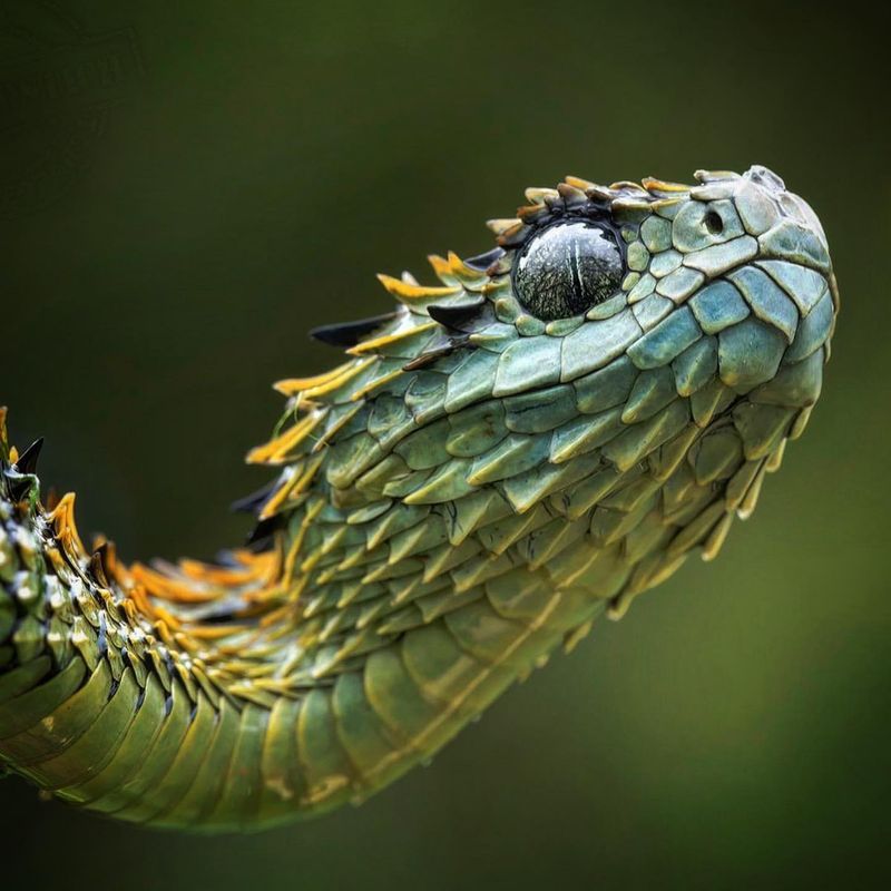 Atheris Hispida