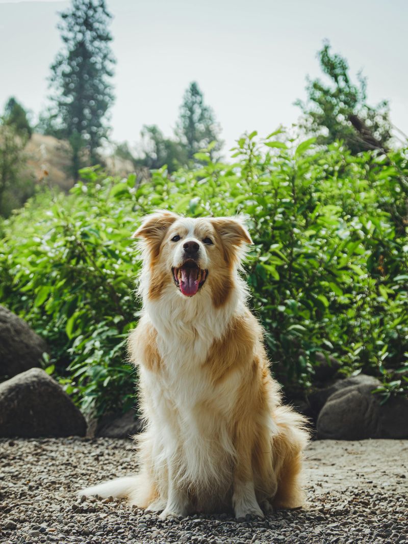 Australian Shepherd