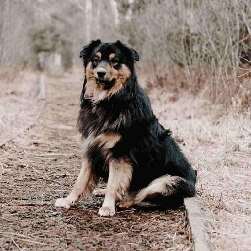 Australian Shepherd