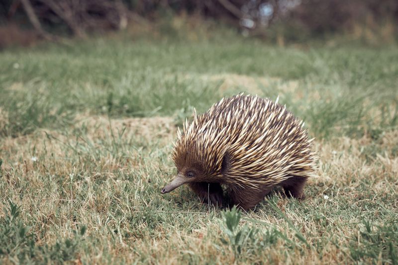 Australian Spiny Anteater