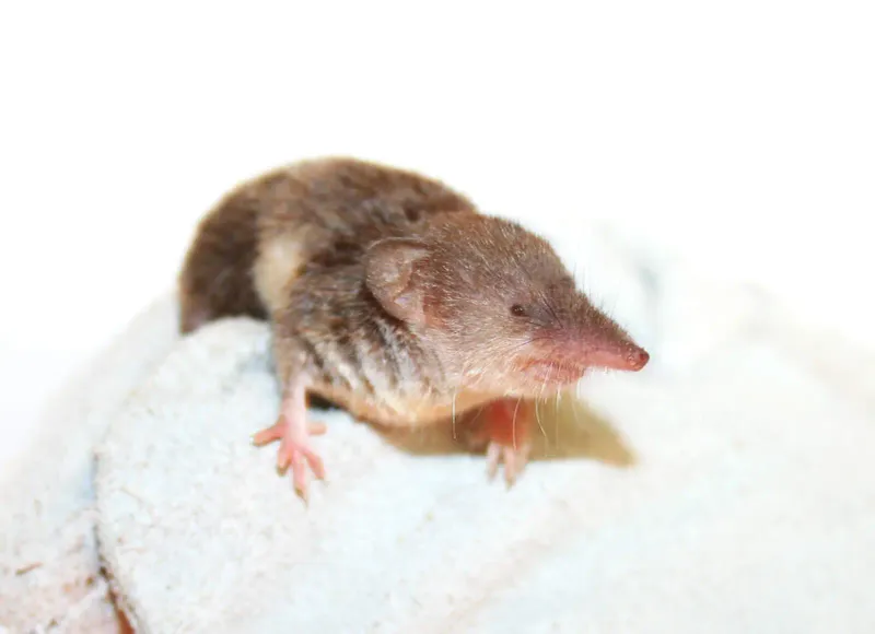 Balearic Shrew