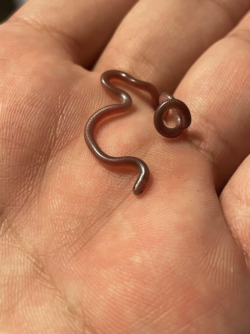 Barbados Threadsnake