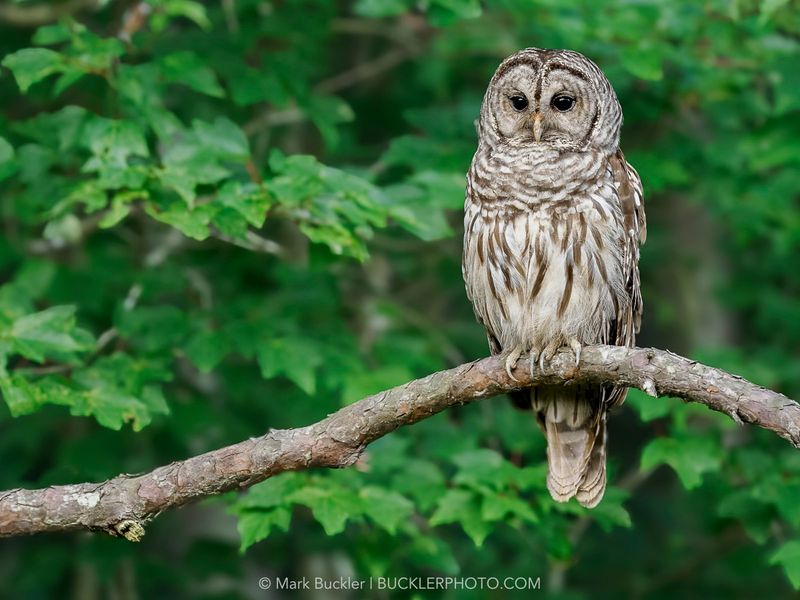 Barred Owl