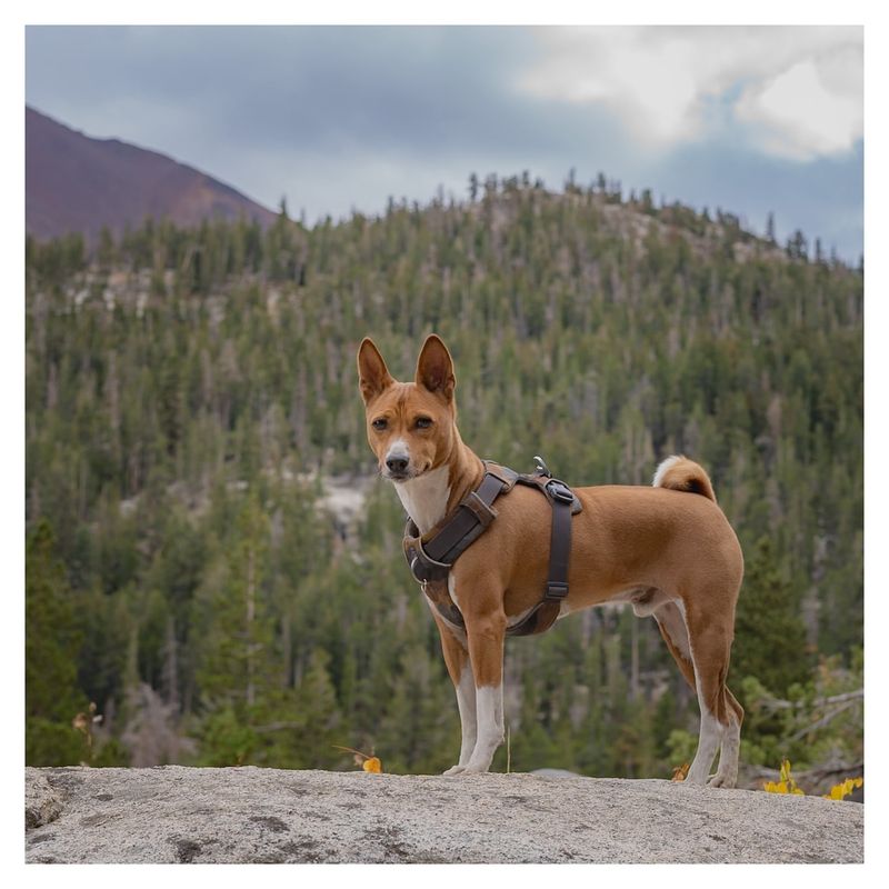 Basenji