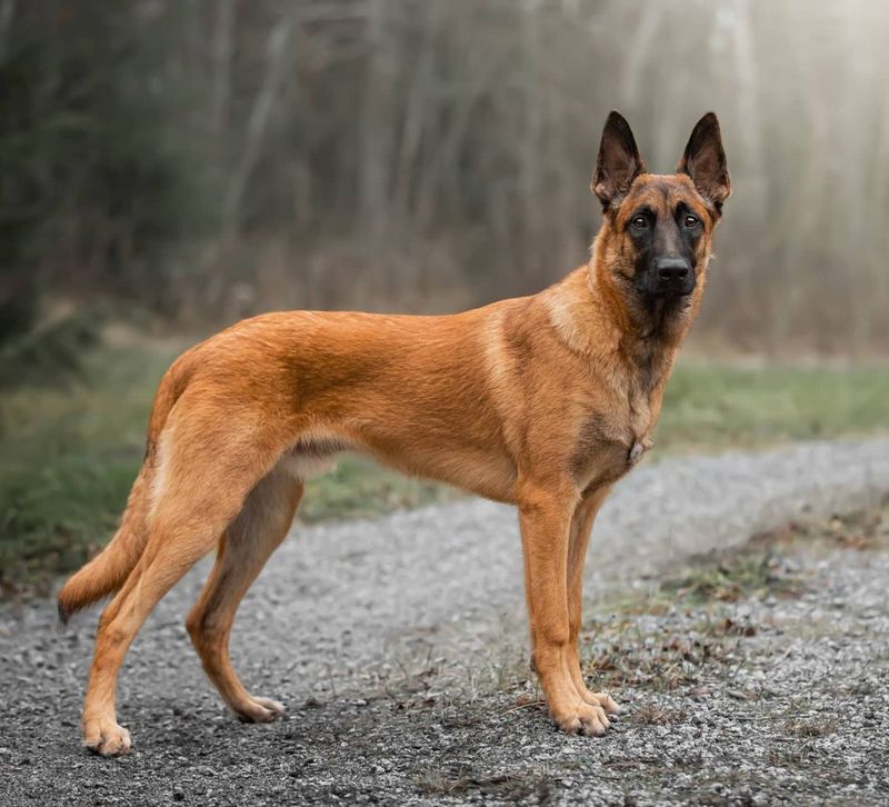 Belgian Malinois