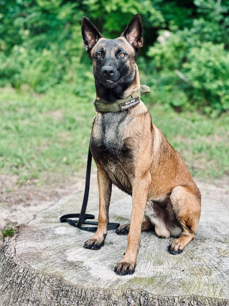 Belgian Malinois