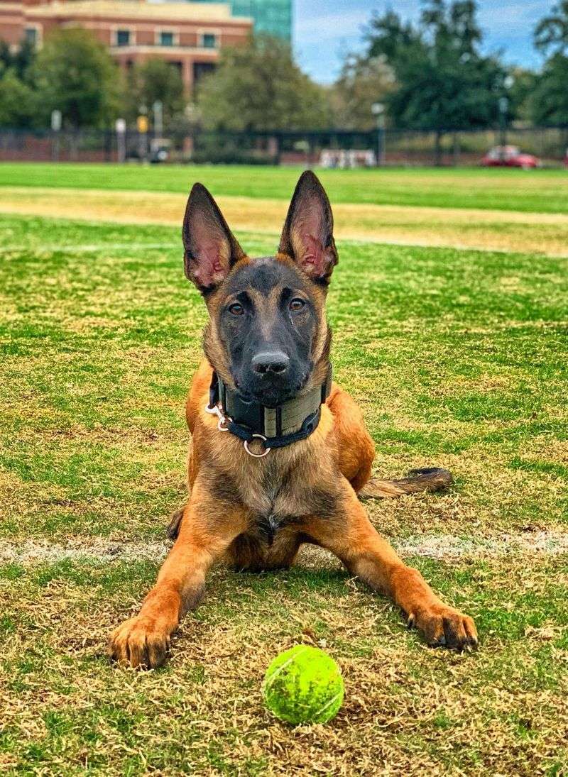 Belgian Malinois