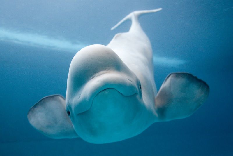 Beluga Whale