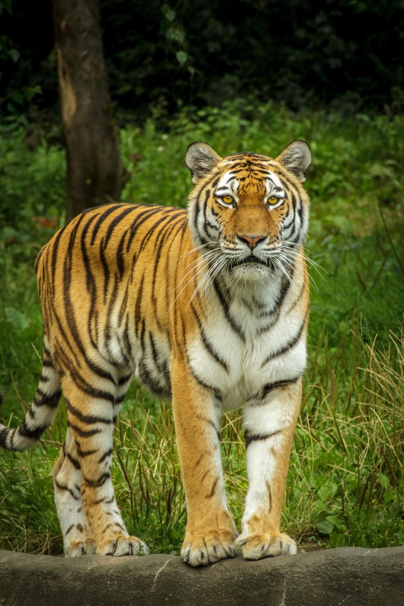 Bengal Tiger