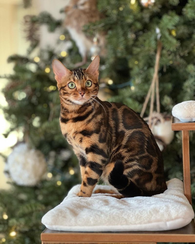 Bengal