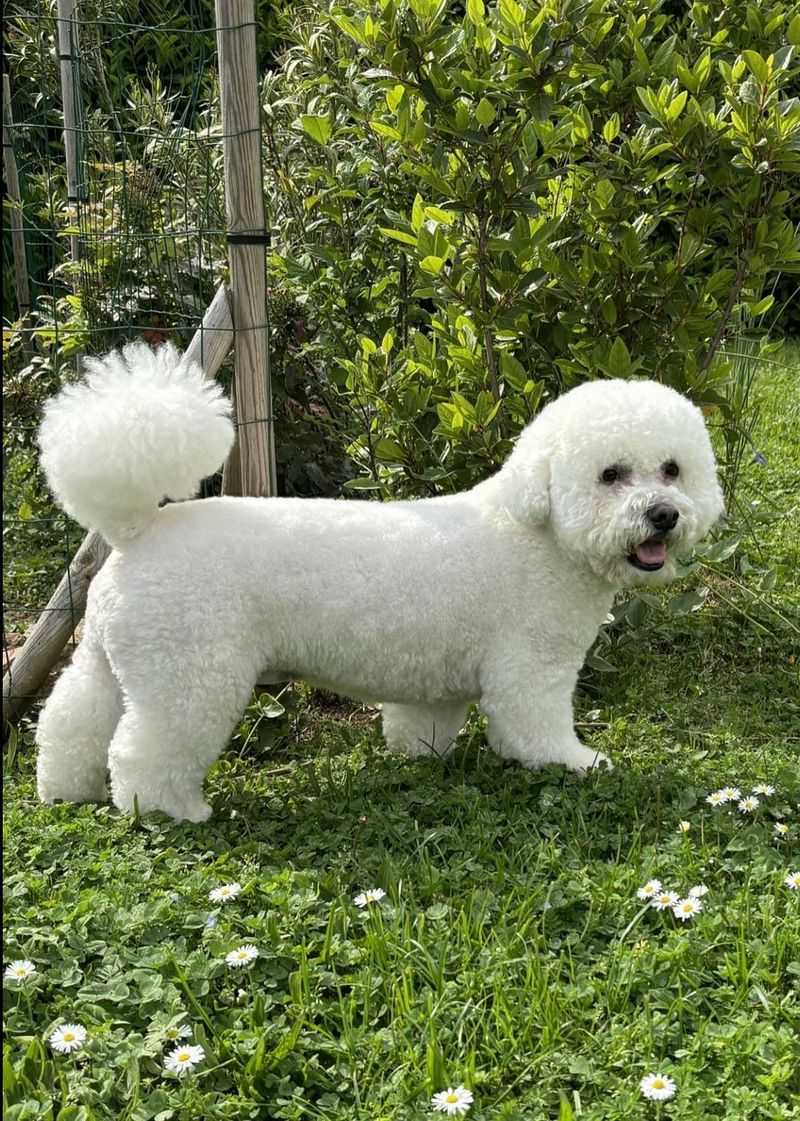 Bichon Frise