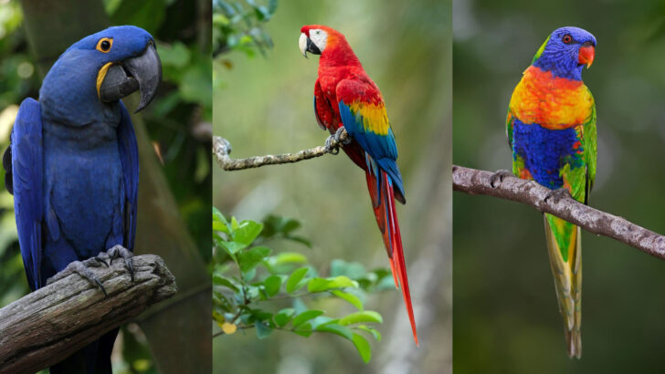 Birds With Extraordinary Feathers That Showcase Nature’s Most Vibrant Colors