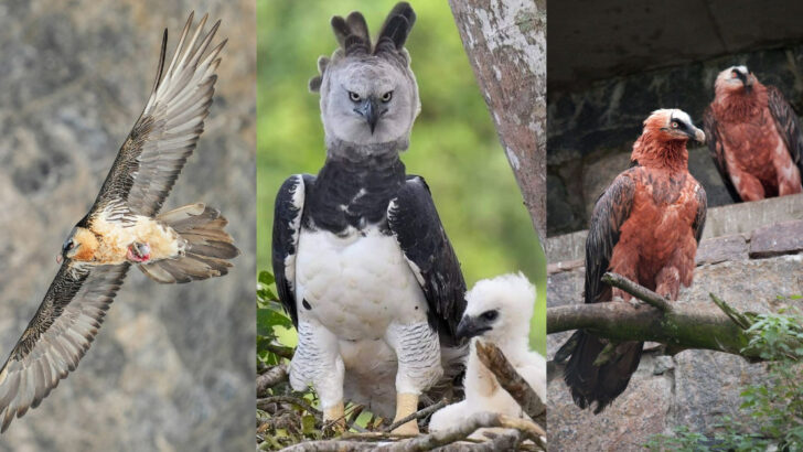 Birds of Prey That Find Their Strength and Freedom in Mountainous Terrain