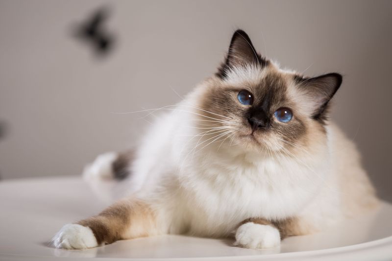 Birman