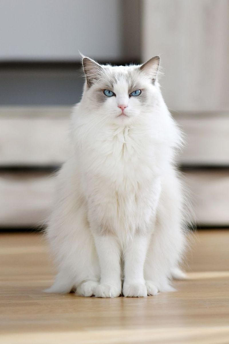 Birman