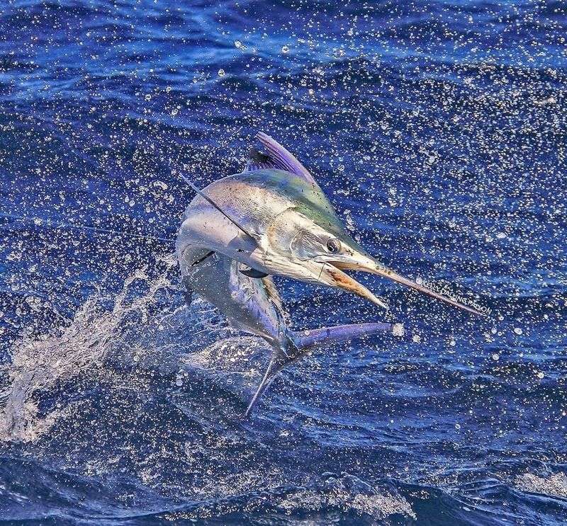 Black Marlin