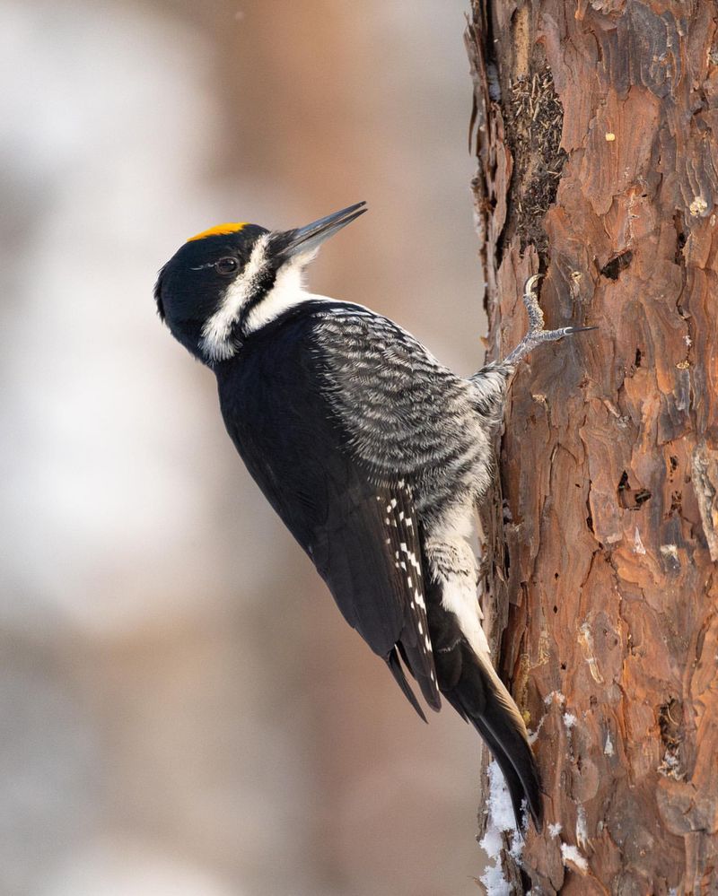 Black-backed Woodpecker