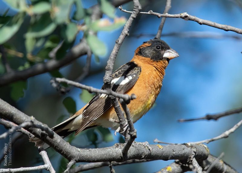 Black-headed Grosbeak