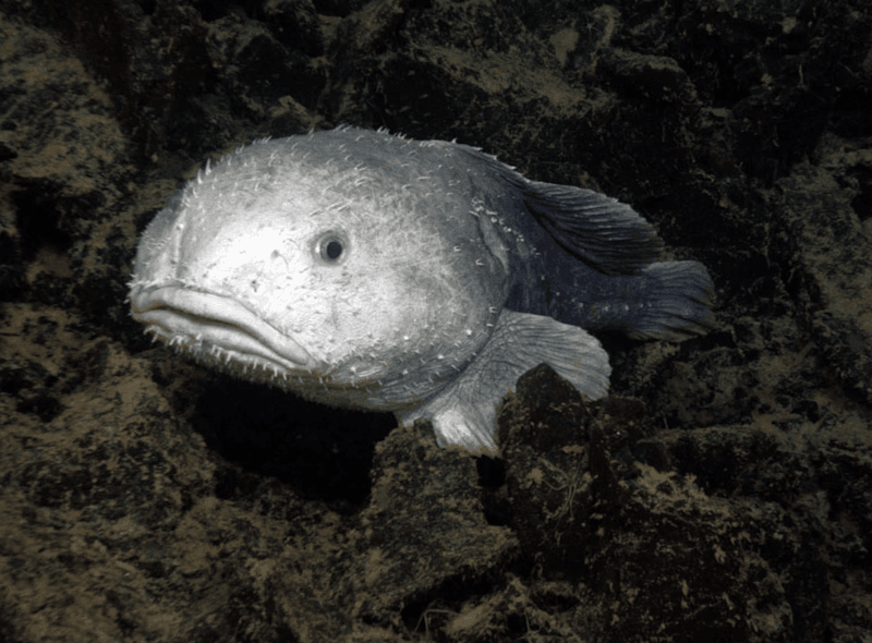 Blobfish